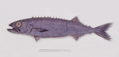 Ruvettus pretiosus