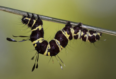 Tinolius eburneigutta