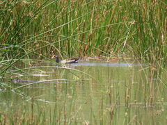 Paragallinula angulata