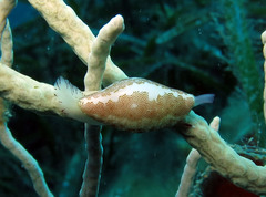 Simnia spelta