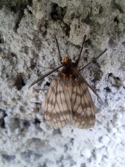 Machadoia xanthosticta