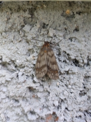 Machadoia xanthosticta