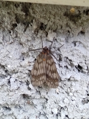 Machadoia xanthosticta