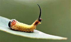 Lophyrotoma interrupta