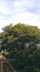 Pityrocarpa moniliformis