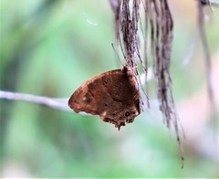 Melanitis leda bankia