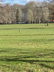 Alopochen aegyptiaca