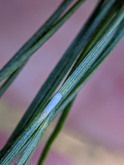 Chionaspis pinifoliae