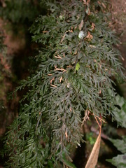 Callistopteris apiifolia