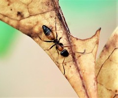 Opisthopsis picta