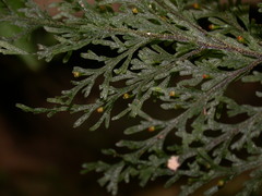 Callistopteris apiifolia