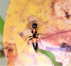 Opisthopsis picta