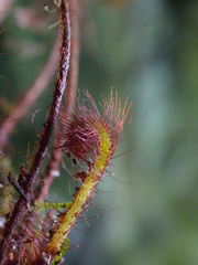 Callistopteris apiifolia