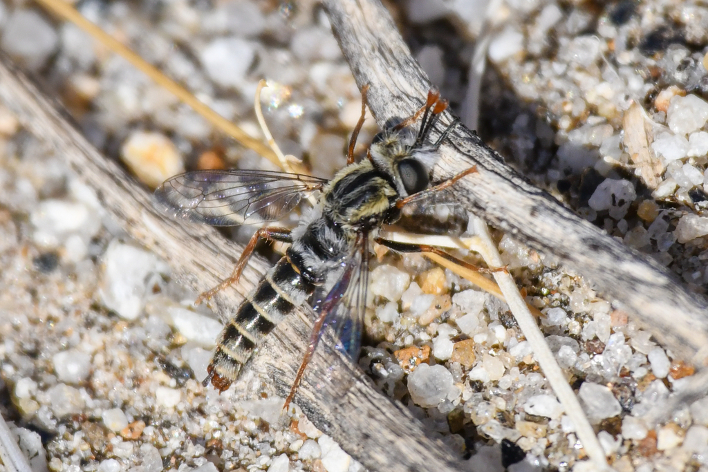 Pseudonomoneura hirta