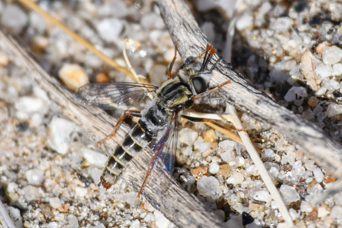 Pseudonomoneura hirta