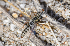 Pseudonomoneura hirta