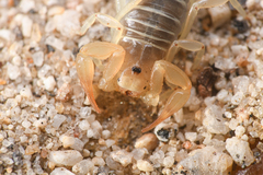 Paruroctonus borregoensis