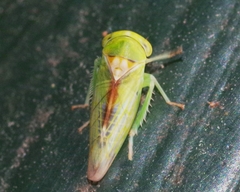 Viridicerus ustulatus