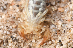 Paruroctonus borregoensis