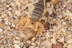 Paruroctonus borregoensis
