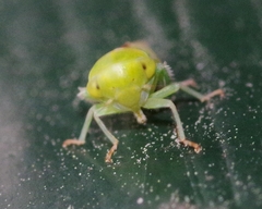 Viridicerus ustulatus