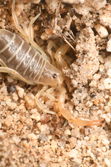 Paruroctonus borregoensis