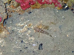 Didogobius splechtnai