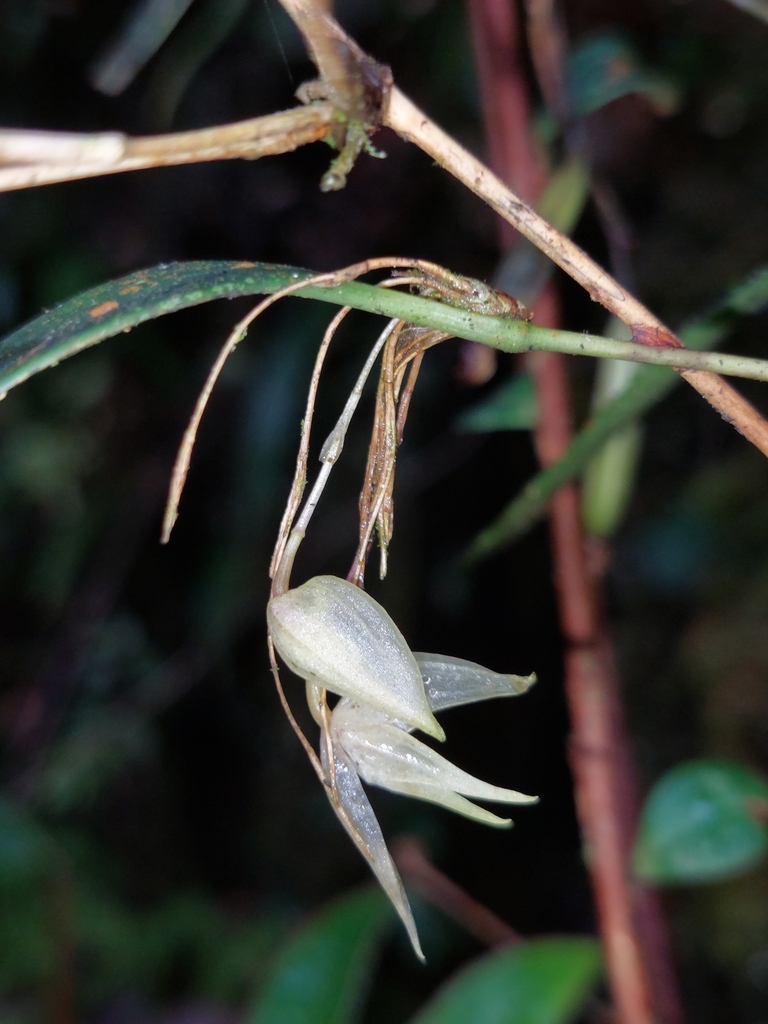 Pleurothallis pulvinaris