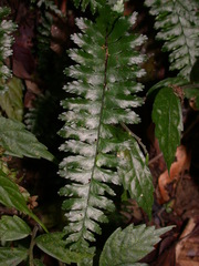 Hymenasplenium apogamum