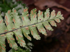 Hymenasplenium apogamum