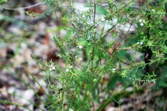 Westringia sericea