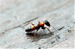 Opisthopsis picta