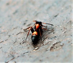 Opisthopsis picta
