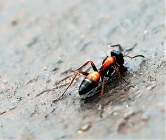 Opisthopsis picta