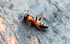 Opisthopsis picta
