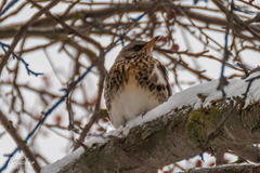 Turdus pilaris
