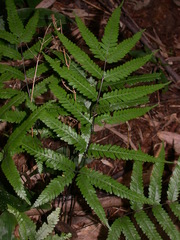 Pteris wulaiensis