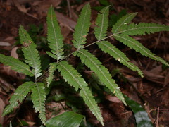 Pteris wulaiensis