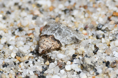 Cobubatha dividua