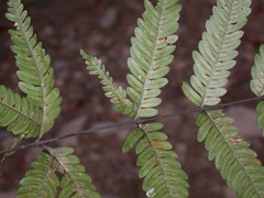 Pteris wulaiensis