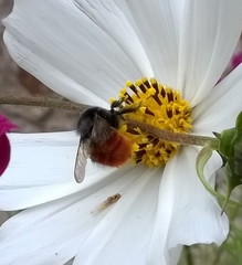 Bombus pyrosoma