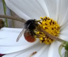 Bombus pyrosoma
