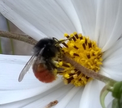 Bombus pyrosoma