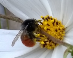 Bombus pyrosoma