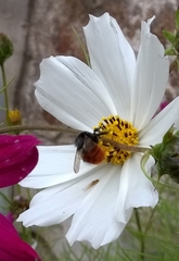 Bombus pyrosoma
