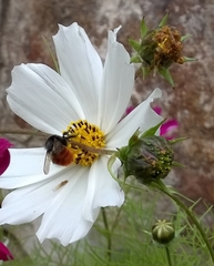 Bombus pyrosoma
