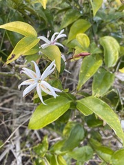 Jasminum dichotomum
