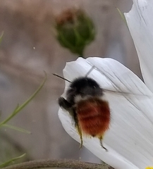 Bombus pyrosoma
