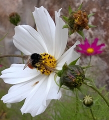 Bombus pyrosoma