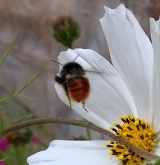 Bombus pyrosoma